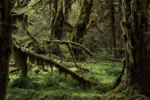 2-nature-photography-forest-photography-hoh-rainforest-olympic-peninsula